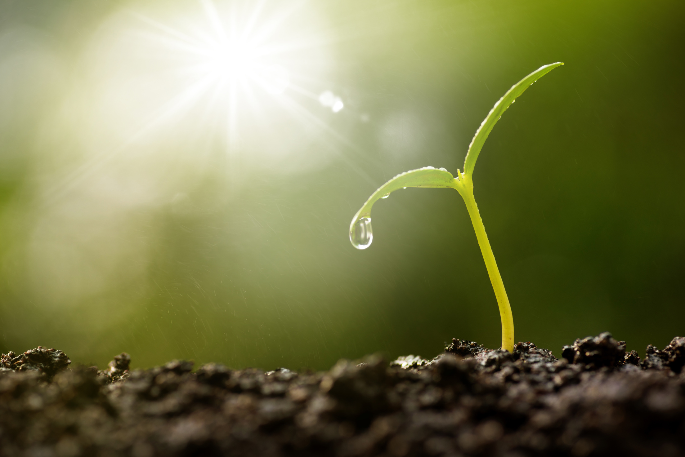 world environment day concept. Little plant growing with natural green environment over sun light background